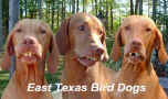 East_Texas_Bird_dogs.jpg (330642 bytes)